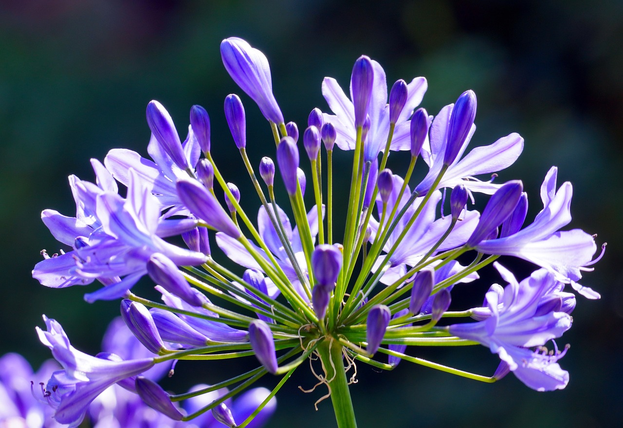 bunga-agapanthus