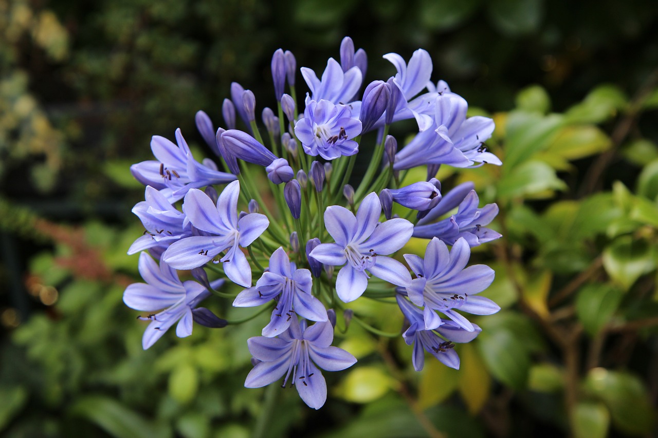 cara-merawat-bunga-agapanthus
