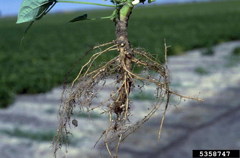 akar buncis akar buncis