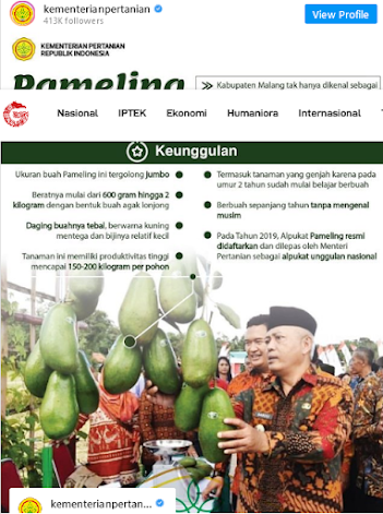 tanaman alpukat