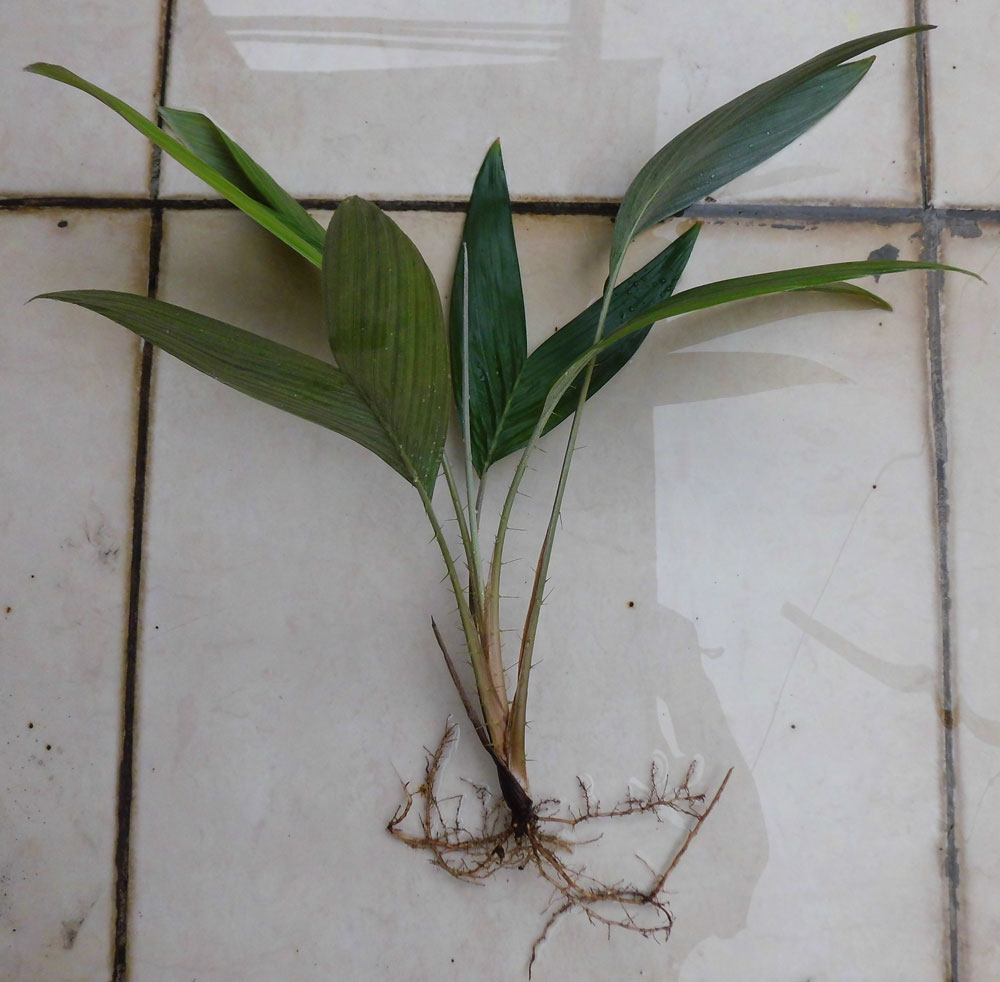 tunas anakan salak
