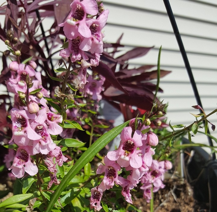 gambar-bunga-angelonia