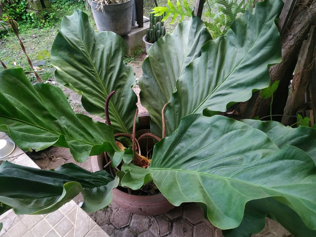 anthurium jemani gambar daun jenis jemani