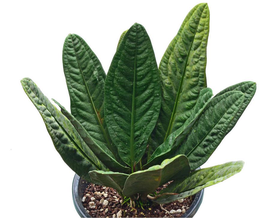 anthurium superbum gambar daun anthurium superbum