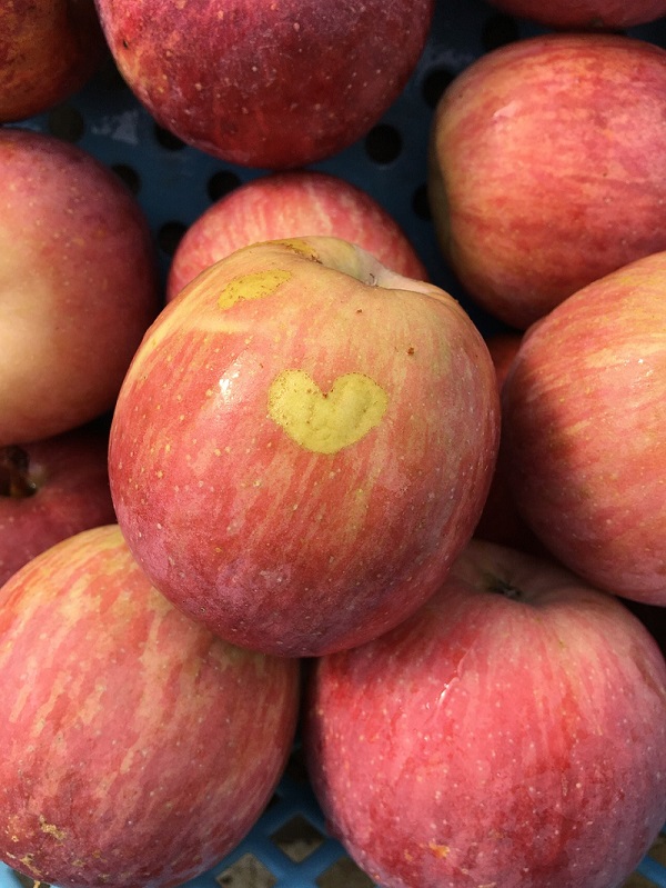 buah apel fuji buah apel fuji