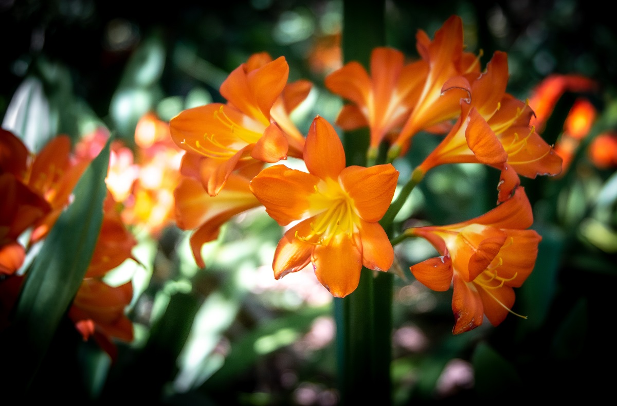 arti bunga lily
