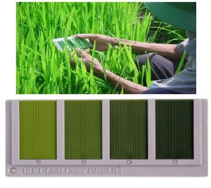 bagan warna daun