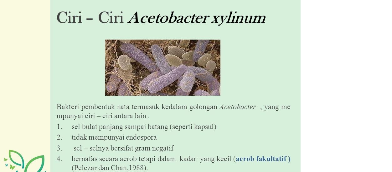 nama mikroorganisme nata de coco, nama mikroorganisme nata de coco,