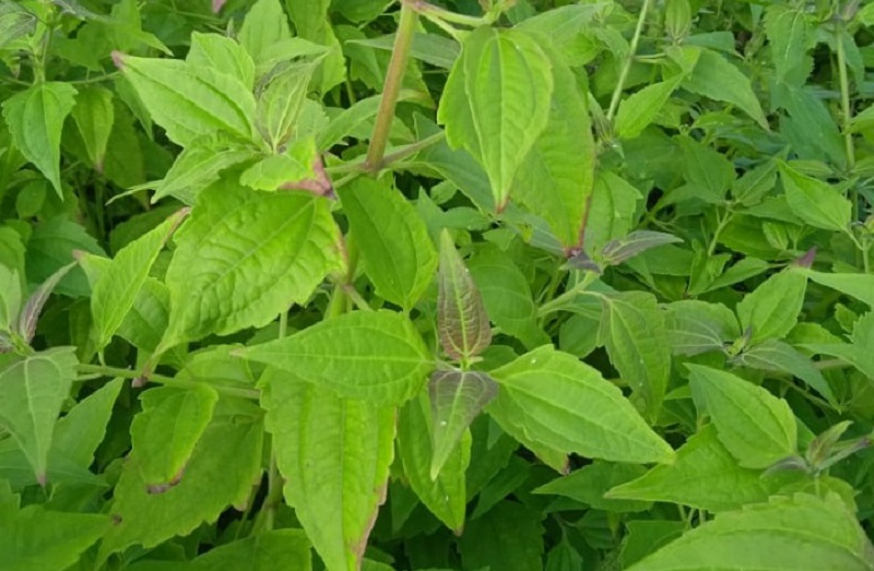 manfaat-daun-balakacida manfaat-daun-balakacida