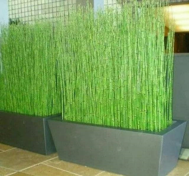 tumbuhan-bambu