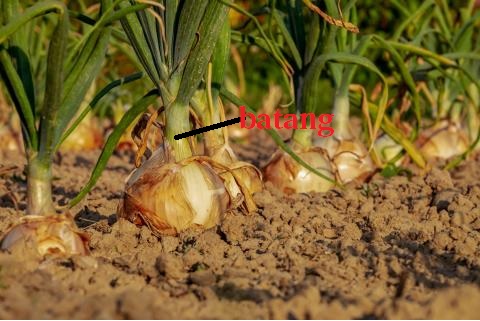 batang bawang bombay