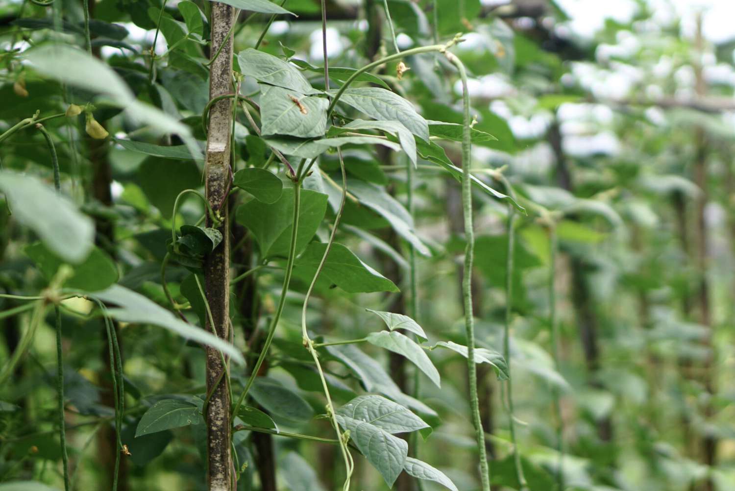 batang kacang panjang