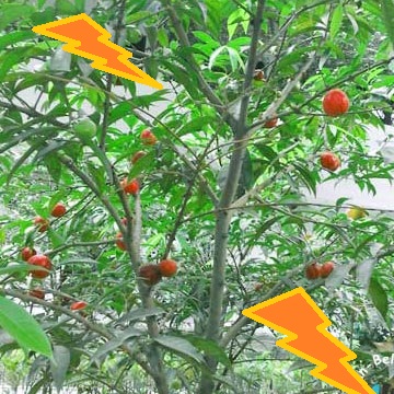 batang tanaman mahkota dewa