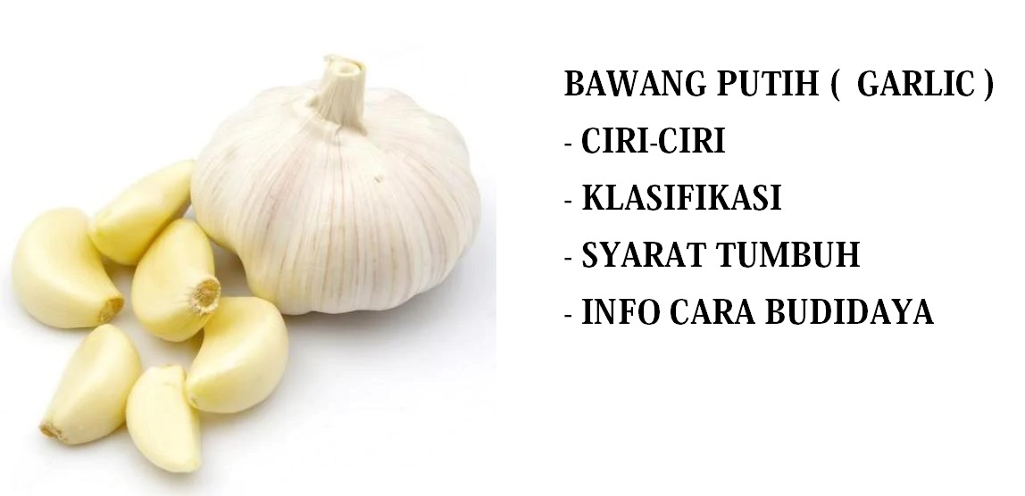 BAWANG PUTIH