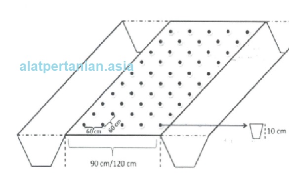 bedengan tanaman temulawak