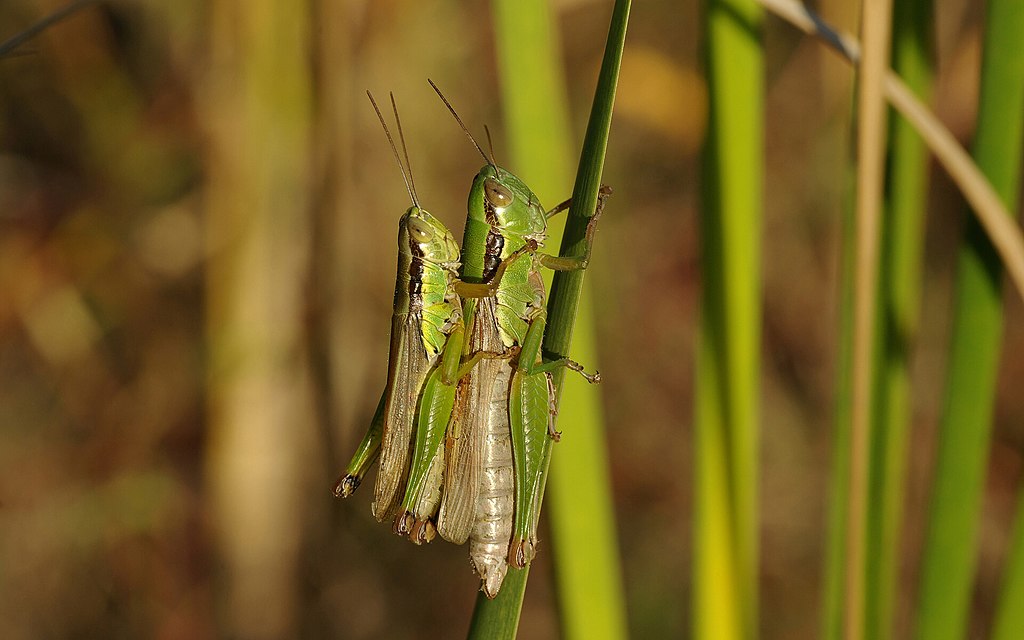 belalang sawah belalang padi