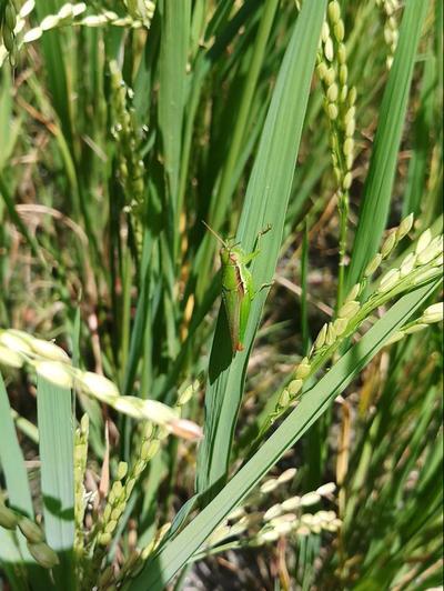 belalang padi sawah belalang padi sawah