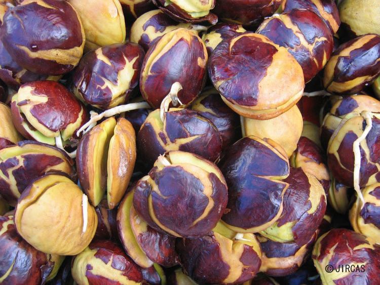 benih jengkol benih jengkol