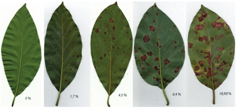 penyakit bercak coklat tanaman alpukat