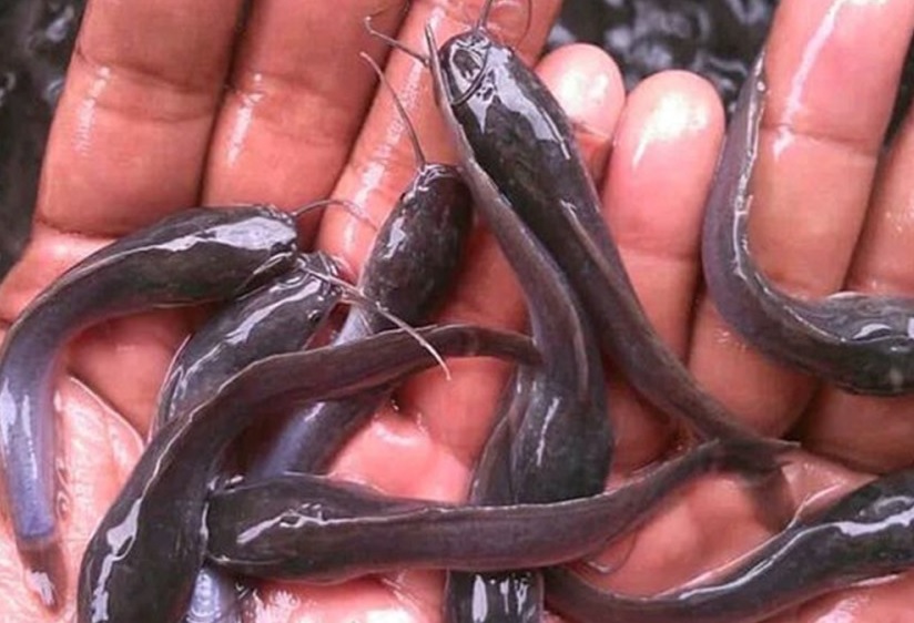 bibit lele benih lele