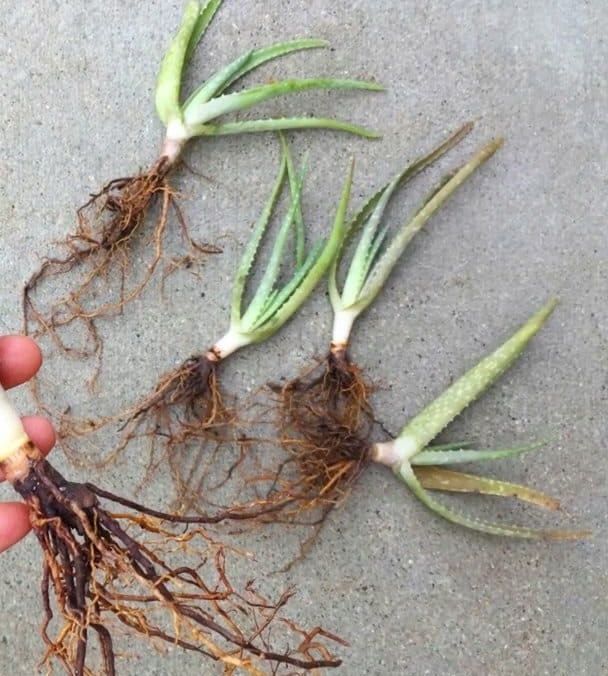 pembibitan lidah buaya pembibitan lidah buaya