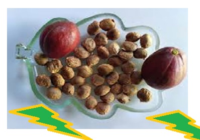 biji mahkota dewa biji mahkota dewa