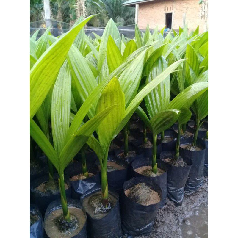 bibit pinang