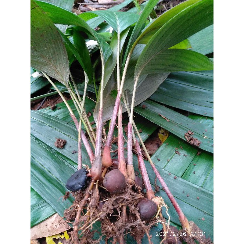 Bibit salak dari biji