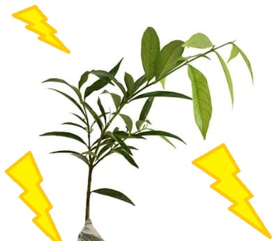 cara menanam buah mahkota dewa cara menanam buah mahkota dewa