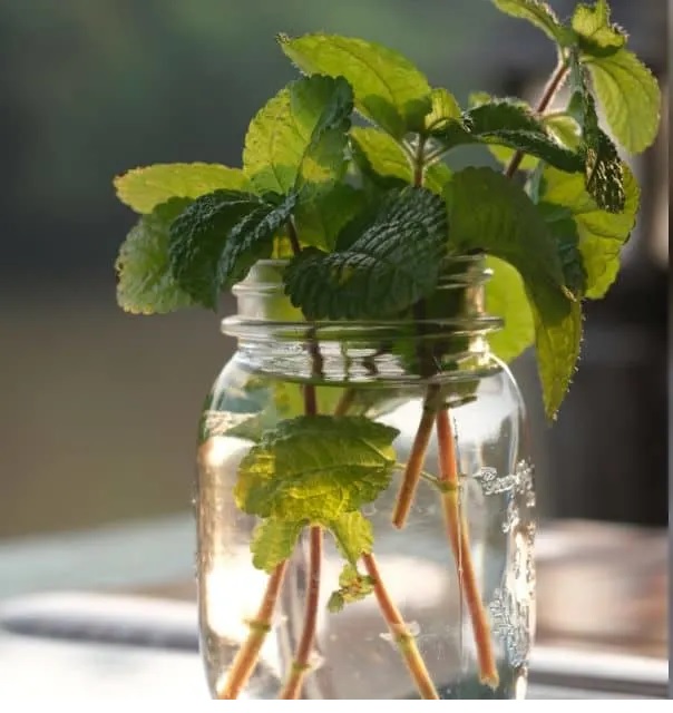 perbanyakan bibit tanaman mint stek air perbanyakan bibit tanaman mint stek air