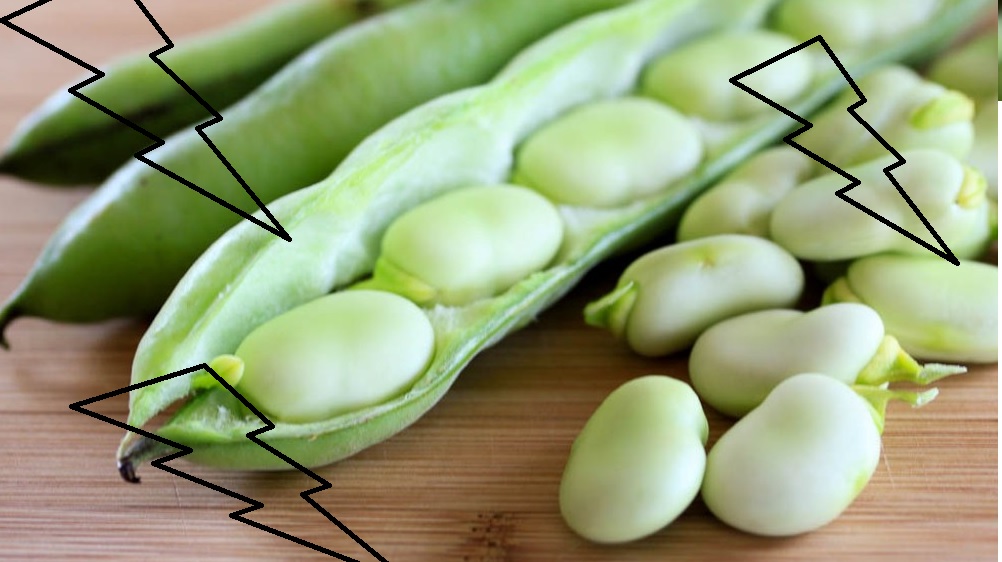 kacang buncis kacang buncis