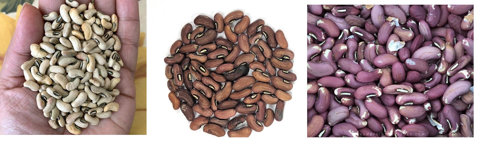 biji kacang panjang