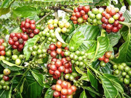 buah kopi