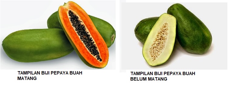 BIJI PEPAYA BIJI PEPAYA
