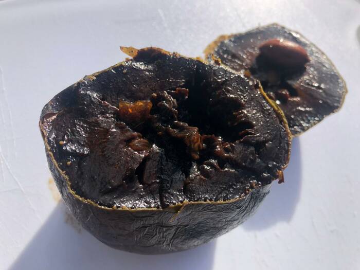 buah-black-sapote buah-black-sapote