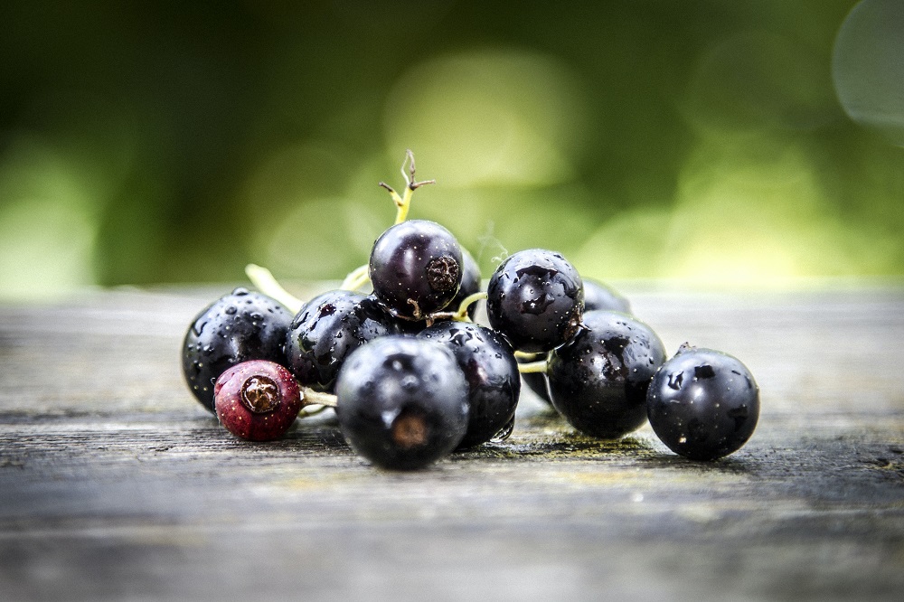 blackcurrant-buah-mengandung-vitamin-c blackcurrant-buah-mengandung-vitamin-c