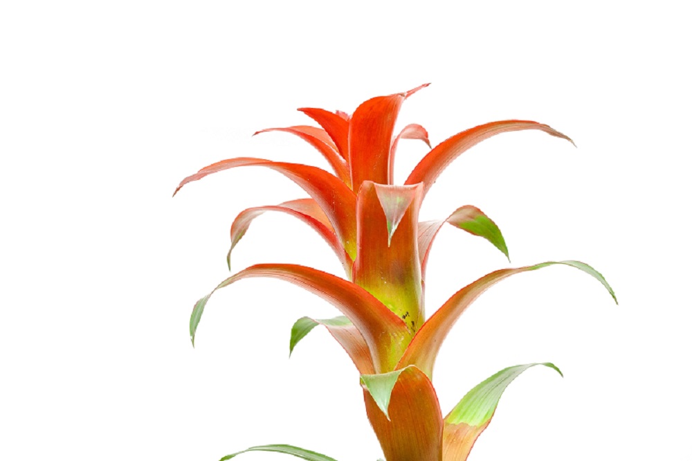 tanaman-bromelia