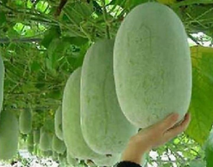 buah-bligo buah-bligo