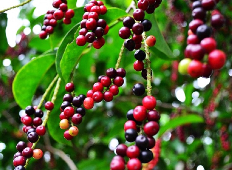 buah-buni buah-buni