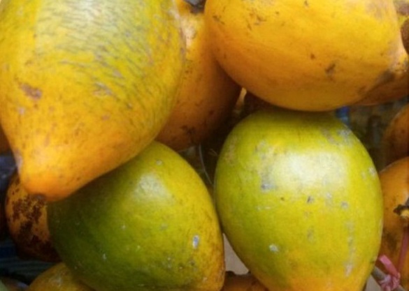 buah-campolay