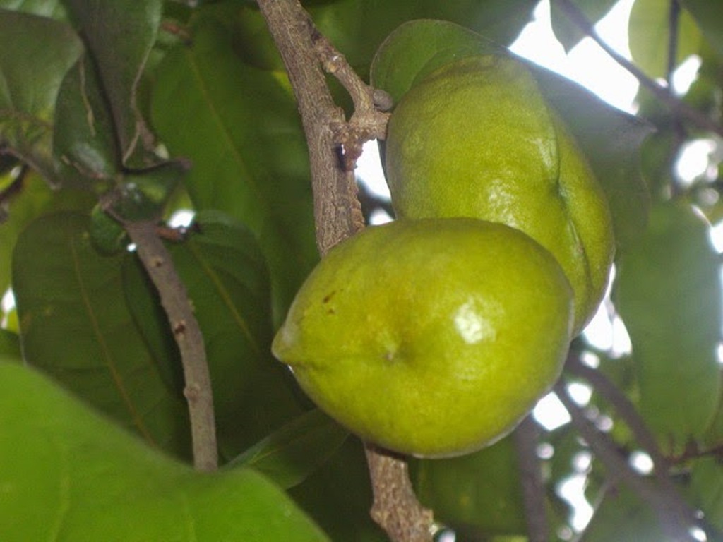 manfaat-buah-gayam manfaat-buah-gayam