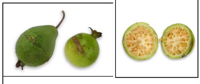 buah jambu biji
