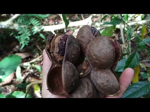 buah jengkol