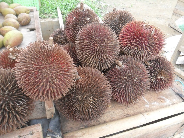 buah-lahung-kalimantan