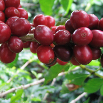 buah mahkota dewa