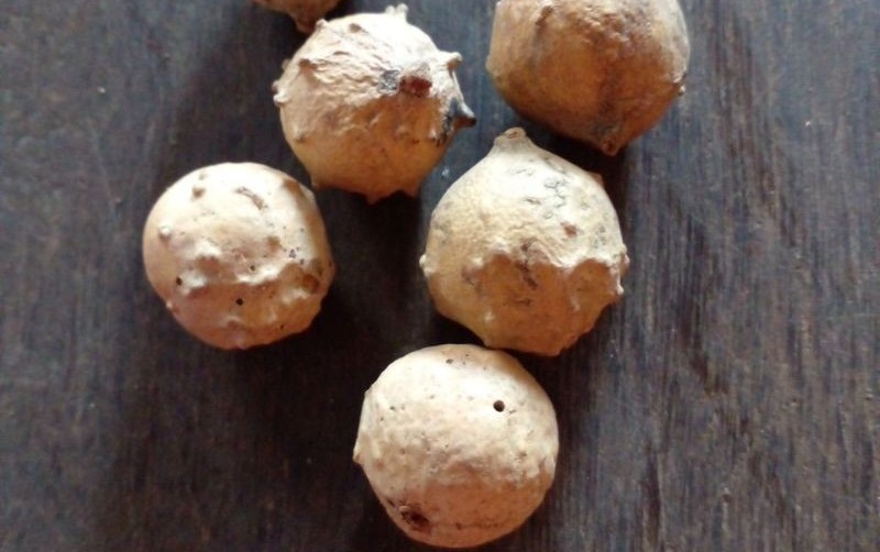 buah-manjakani