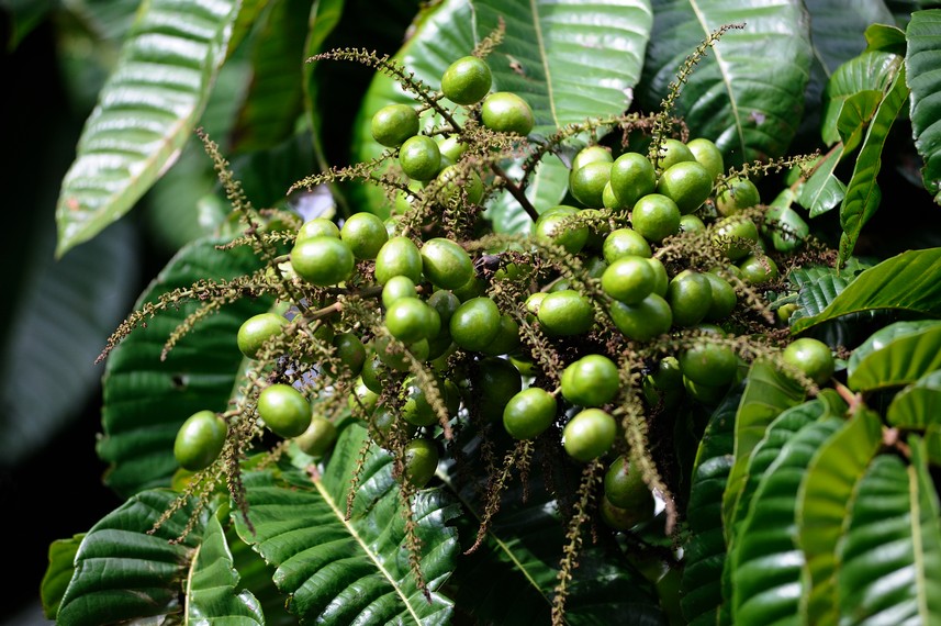 matoa hijau kelapa matoa kelapa