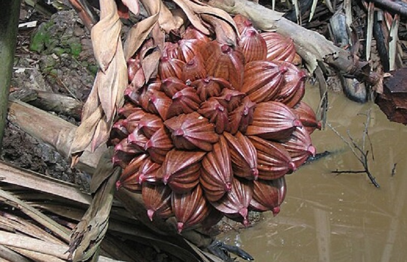 buah-nipah