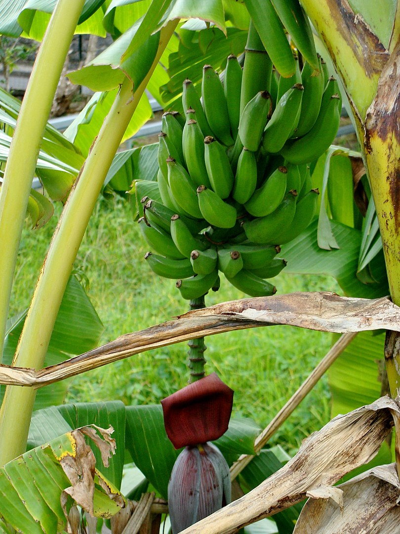 buah pisang dan jantung pisang
