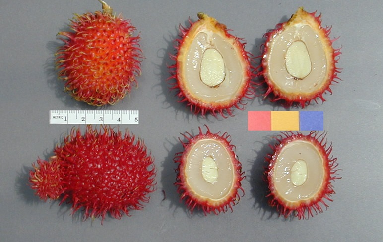 gambar buah rambutan